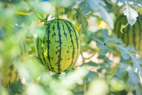 曹县的瓜在哪吃,品味乡愁的甜蜜之旅  第3张